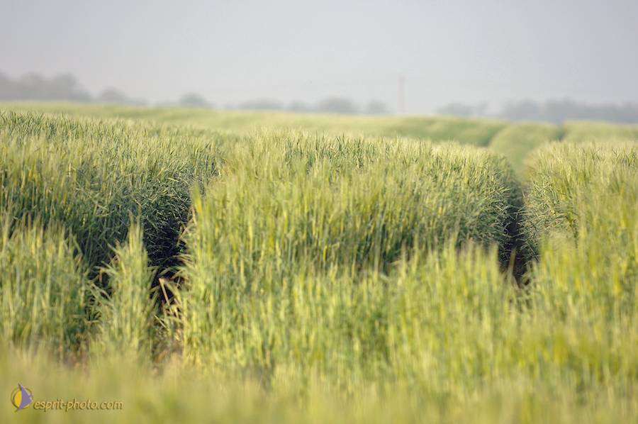 Nom de l'image : D2162564_1_(c)Norbert-JUNG — Description :